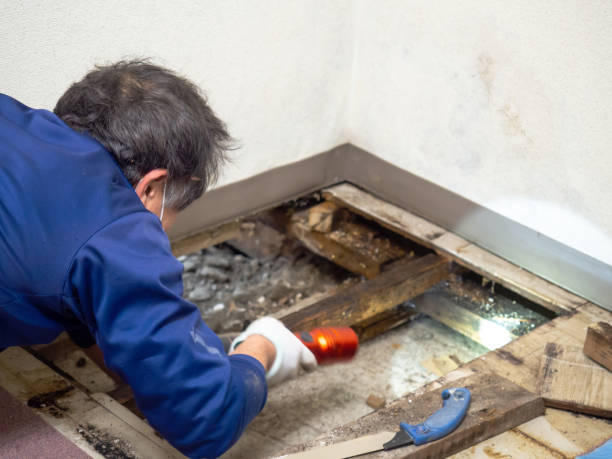 Best Attic Mold Removal  in Mechanicsburg, PA
