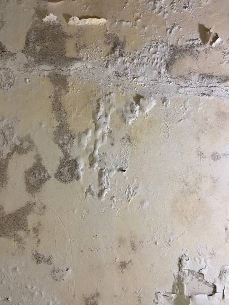 Certified Mold Removal in Mechanicsburg, PA