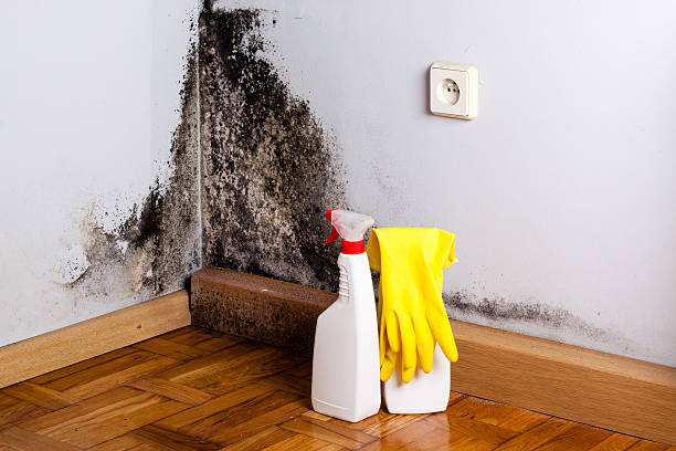 Professional Mold Removal in Mechanicsburg, PA